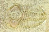 Fallotaspid (Daguinaspis) Trilobite - Tazemmourt, Morocco #365725-3